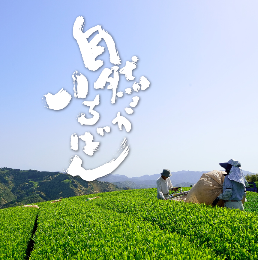 SECCHU軽くて割れないティーポット・急須 | 岡田製茶